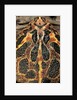 Ceratophrys ornata (ornate horned frog, escuerzo) by Anonymous