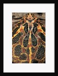 Ceratophrys ornata (ornate horned frog, escuerzo) by Anonymous