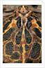 Ceratophrys ornata (ornate horned frog, escuerzo) by Anonymous