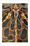 Ceratophrys ornata (ornate horned frog, escuerzo) by Anonymous