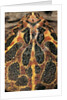 Ceratophrys ornata (ornate horned frog, escuerzo) by Anonymous