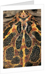 Ceratophrys ornata (ornate horned frog, escuerzo) by Anonymous