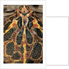 Ceratophrys ornata (ornate horned frog, escuerzo) by Anonymous