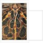 Ceratophrys ornata (ornate horned frog, escuerzo) by Anonymous