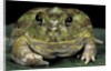 Chacophrys pierottii (lesser chini frog, chaco horned frog) by Anonymous