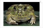 Chacophrys pierottii (lesser chini frog, chaco horned frog) by Anonymous