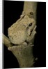 Chiromantis xerampelina (grey foam-nest treefrog) by Anonymous
