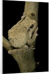 Chiromantis xerampelina (grey foam-nest treefrog) by Anonymous