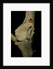 Chiromantis xerampelina (grey foam-nest treefrog) by Anonymous