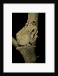Chiromantis xerampelina (grey foam-nest treefrog) by Anonymous