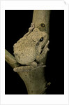 Chiromantis xerampelina (grey foam-nest treefrog) by Anonymous