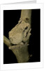 Chiromantis xerampelina (grey foam-nest treefrog) by Anonymous