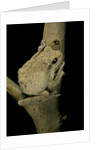 Chiromantis xerampelina (grey foam-nest treefrog) by Anonymous