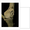 Chiromantis xerampelina (grey foam-nest treefrog) by Anonymous