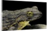 Conraua goliath (giant frog) by Anonymous