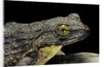 Conraua goliath (giant frog) by Anonymous
