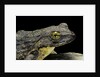 Conraua goliath (giant frog) by Anonymous