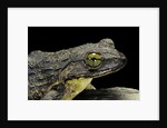 Conraua goliath (giant frog) by Anonymous