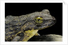 Conraua goliath (giant frog) by Anonymous