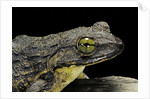 Conraua goliath (giant frog) by Anonymous
