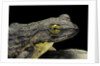 Conraua goliath (giant frog) by Anonymous
