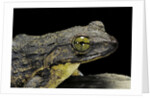 Conraua goliath (giant frog) by Anonymous