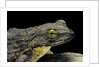 Conraua goliath (giant frog) by Anonymous