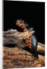 Cynops orientalis (fire-bellied newt) by Anonymous