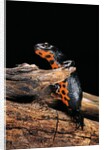 Cynops orientalis (fire-bellied newt) by Anonymous