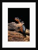 Cynops orientalis (fire-bellied newt) by Anonymous