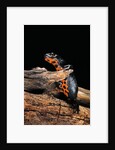 Cynops orientalis (fire-bellied newt) by Anonymous