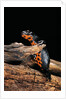 Cynops orientalis (fire-bellied newt) by Anonymous