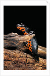 Cynops orientalis (fire-bellied newt) by Anonymous