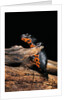Cynops orientalis (fire-bellied newt) by Anonymous