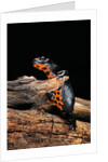 Cynops orientalis (fire-bellied newt) by Anonymous