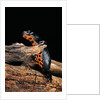 Cynops orientalis (fire-bellied newt) by Anonymous