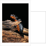 Cynops orientalis (fire-bellied newt) by Anonymous