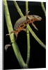 Cynops pyrrhogaster (Japanese fire-bellied newt) by Anonymous