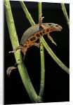 Cynops pyrrhogaster (Japanese fire-bellied newt) by Anonymous