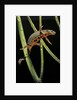Cynops pyrrhogaster (Japanese fire-bellied newt) by Anonymous
