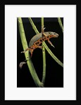 Cynops pyrrhogaster (Japanese fire-bellied newt) by Anonymous