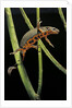 Cynops pyrrhogaster (Japanese fire-bellied newt) by Anonymous