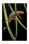 Cynops pyrrhogaster (Japanese fire-bellied newt) by Anonymous