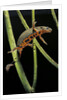 Cynops pyrrhogaster (Japanese fire-bellied newt) by Anonymous
