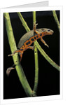 Cynops pyrrhogaster (Japanese fire-bellied newt) by Anonymous