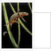 Cynops pyrrhogaster (Japanese fire-bellied newt) by Anonymous