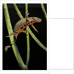 Cynops pyrrhogaster (Japanese fire-bellied newt) by Anonymous