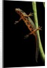 Cynops pyrrhogaster (Japanese fire-bellied newt) by Anonymous