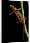 Cynops pyrrhogaster (Japanese fire-bellied newt) by Anonymous