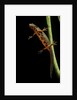 Cynops pyrrhogaster (Japanese fire-bellied newt) by Anonymous